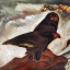 Gaston SUISSE (1896-1988) - Aigles bateleur